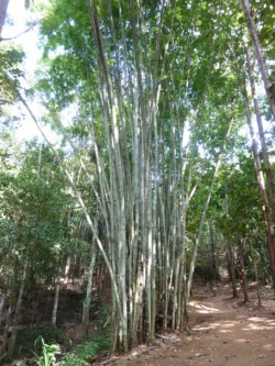 more images of the Nakakiri Resort and Spa in Kanchanaburi